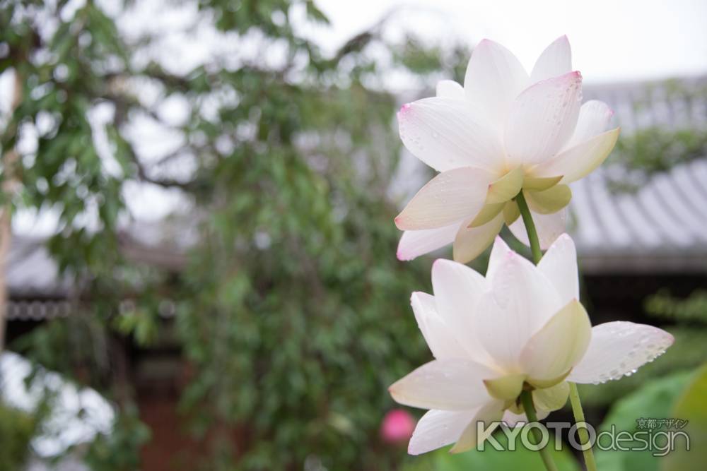 蓮の花、清く咲く