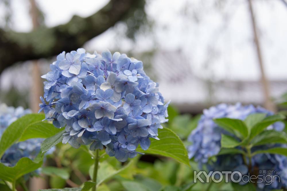 法金剛院　鮮やかな紫陽花