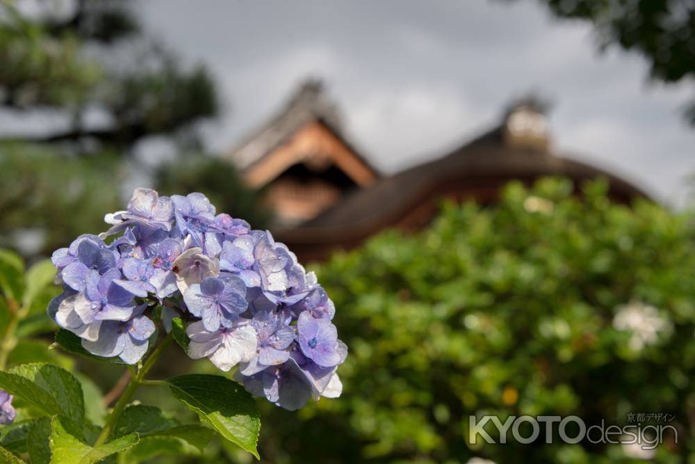  法金剛院　紫陽花