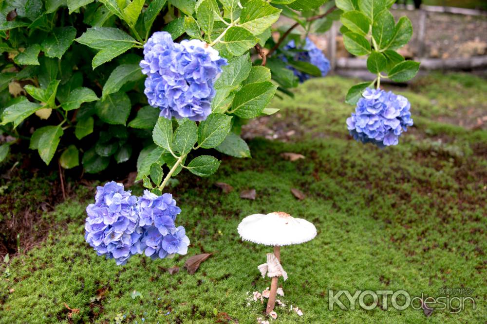 茸と紫陽花