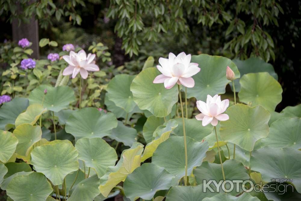 蓮の葉と、花