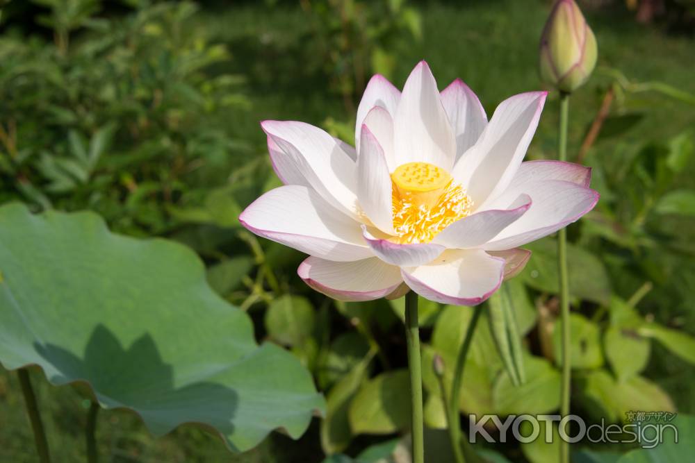 法金剛院　蓮の花