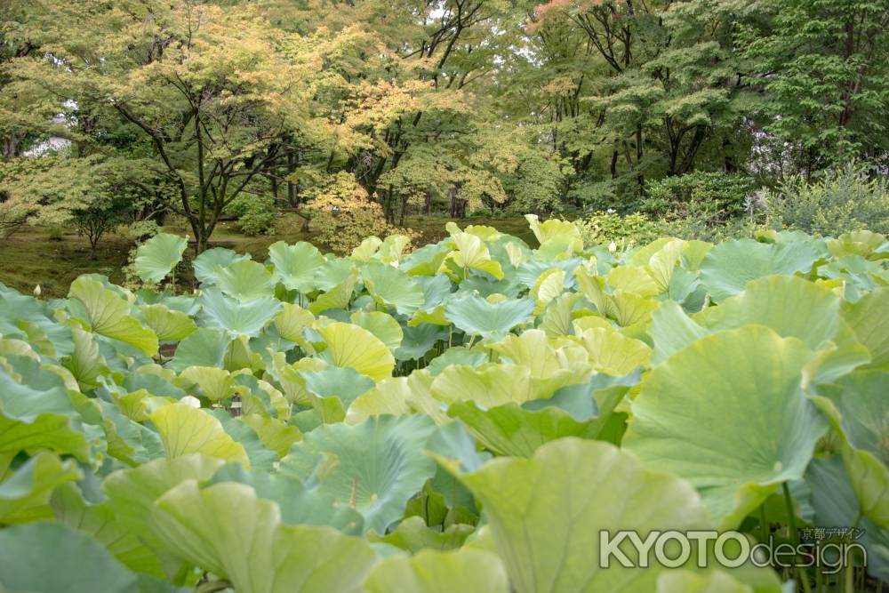 一面の蓮の葉