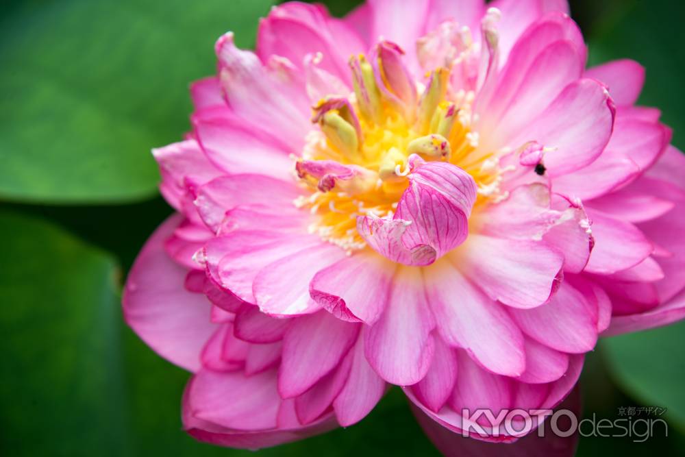 蓮の花　力一杯咲く