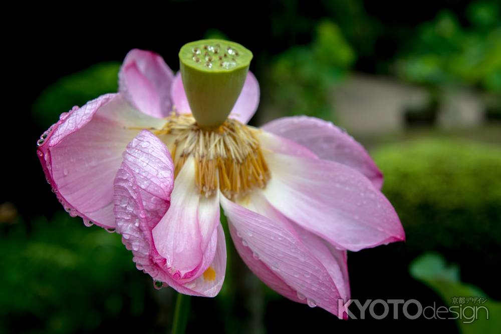 蓮の花　花托芽生える