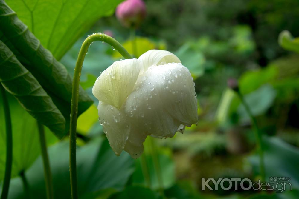 雫滴る蓮の花