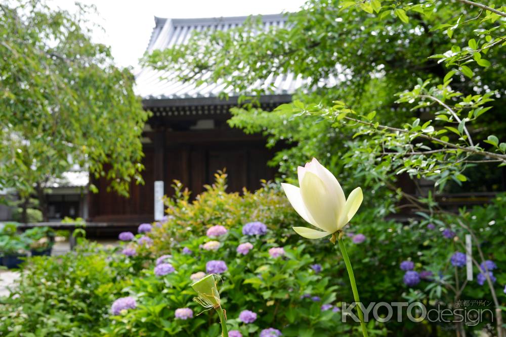 本堂と紫陽花と蓮の花と