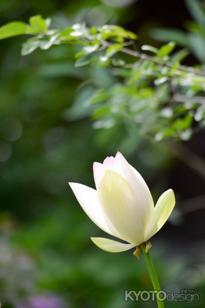 凛として咲く白の花