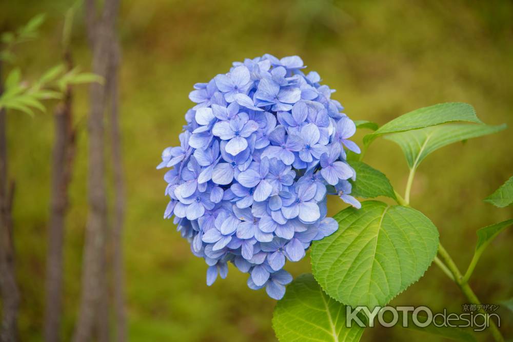 法金剛院　紫陽花１