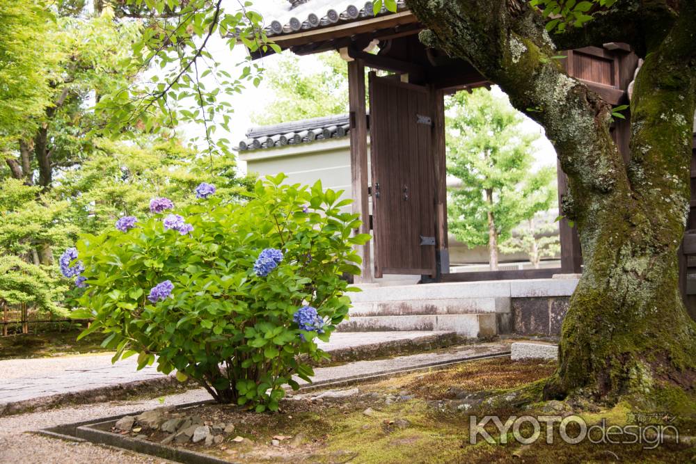 門と紫陽花