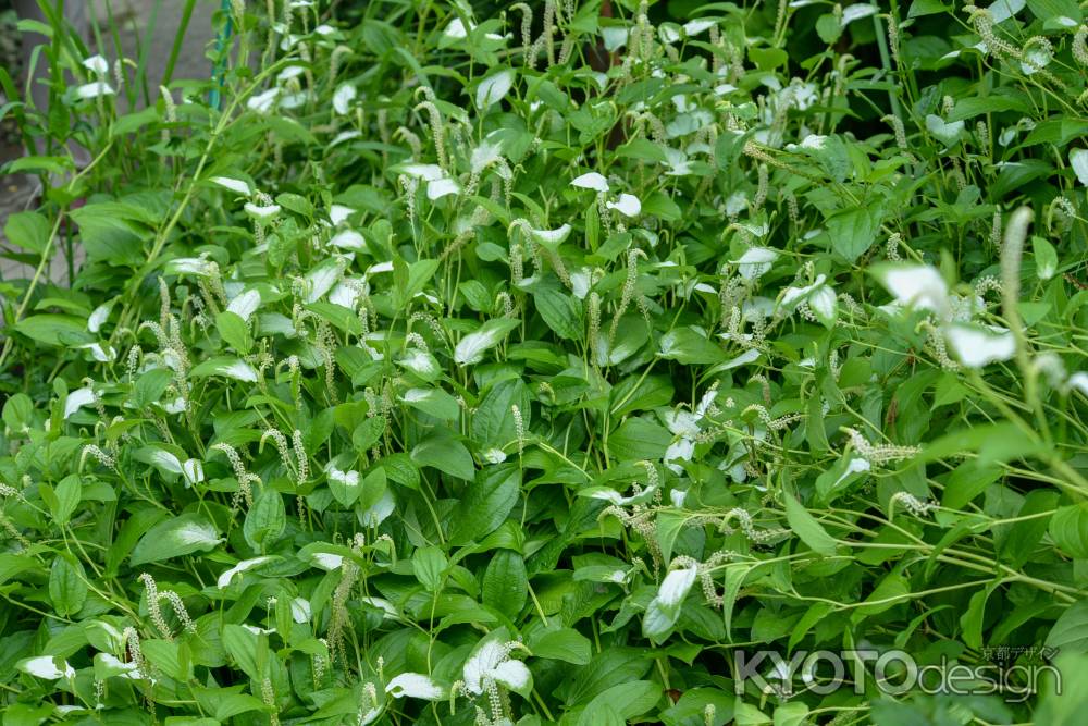 京都府立植物園　半夏生