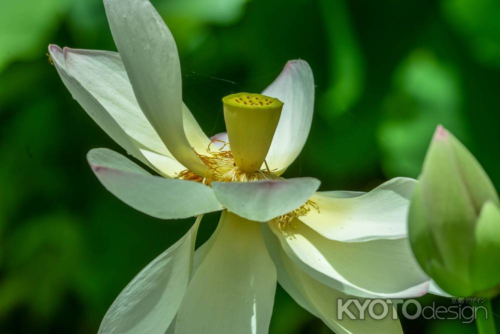 蓮の花　咲き乱れる