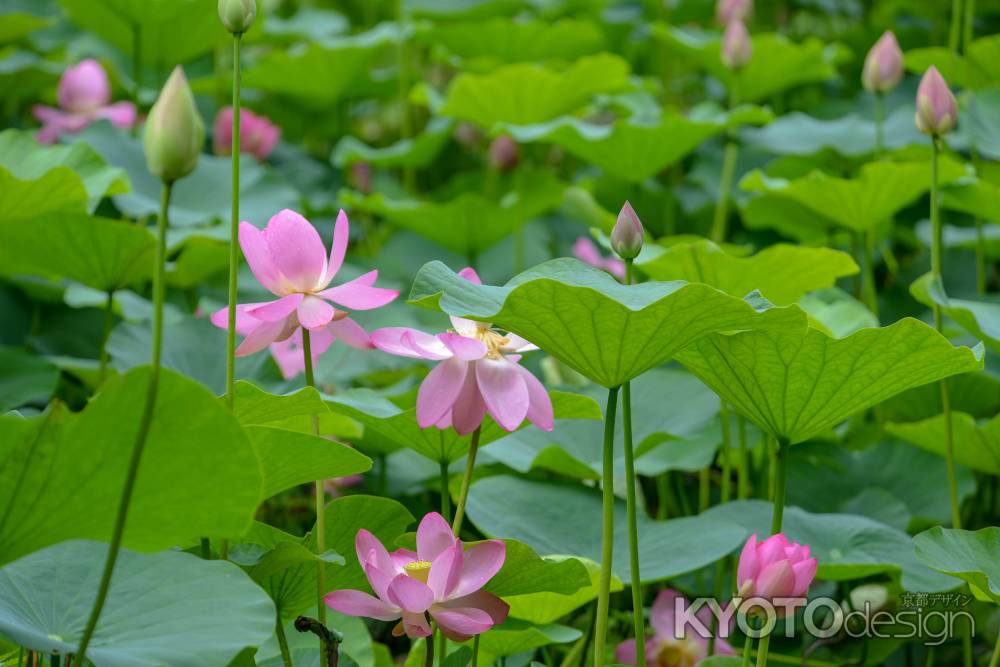 京都府立植物園　蓮華