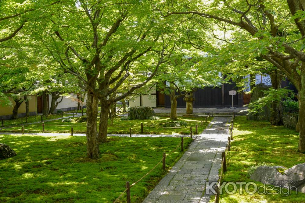 黄梅院　緑に包まれた庭園