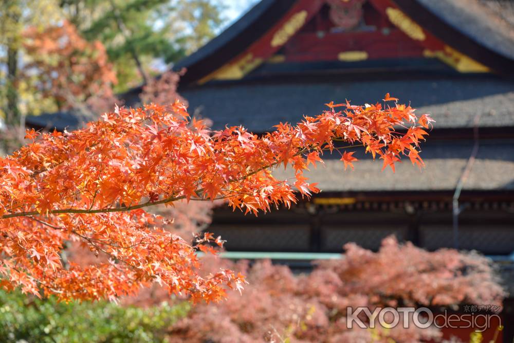 本殿と紅葉