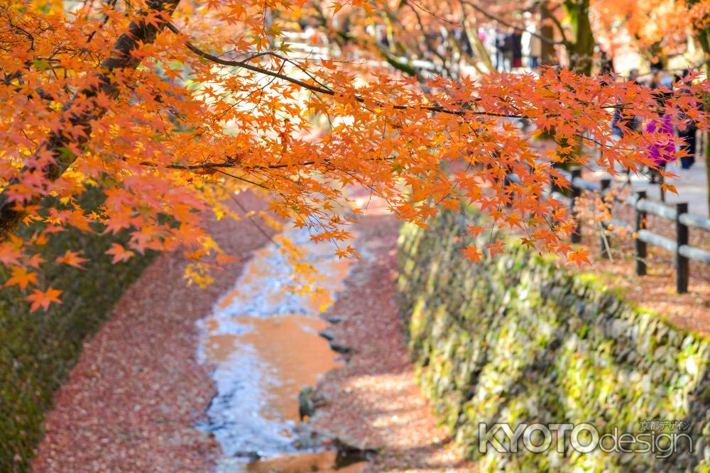 紙屋川　紅葉のせせらぎ