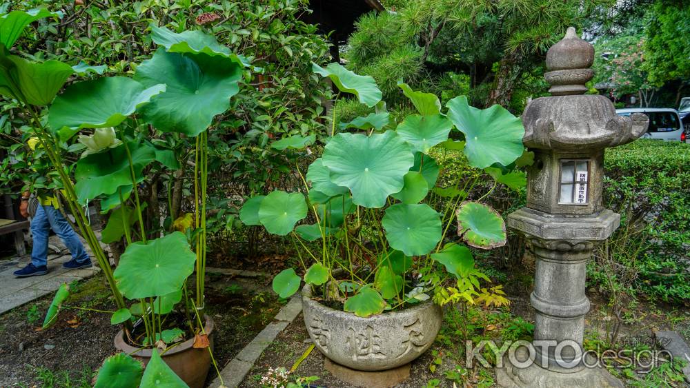 天性寺　立派な蓮の葉