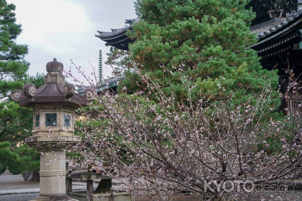 知恩院　チラホラ