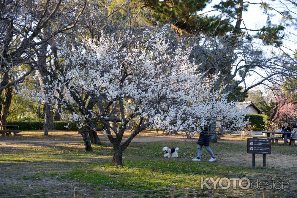 梅と犬