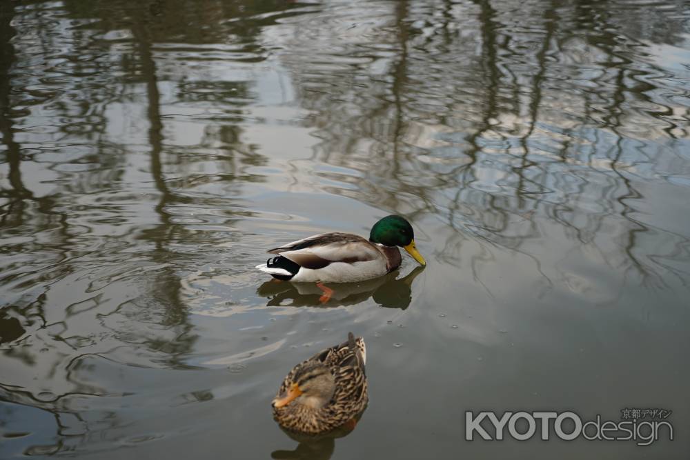 ひょうたん池の鴨達