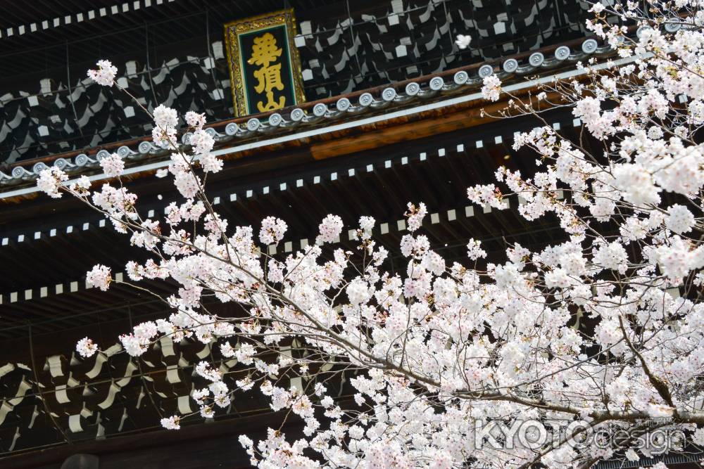 知恩院の桜