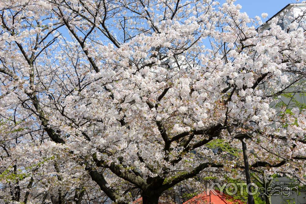 満開の白川桜