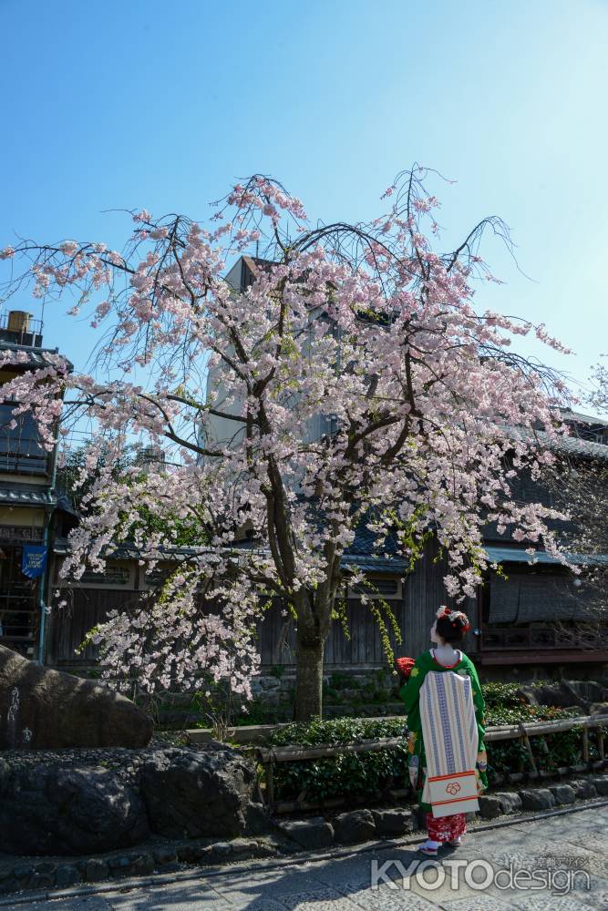 桜を望む