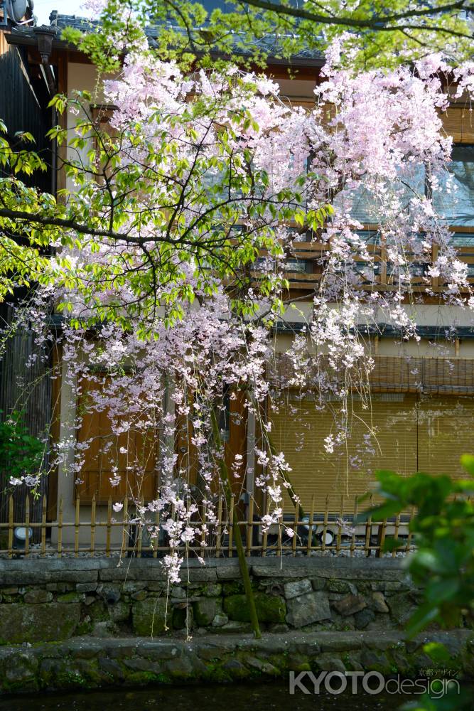 川面に桜