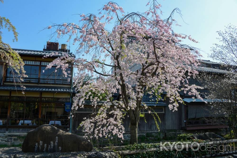 祇園の空と桜