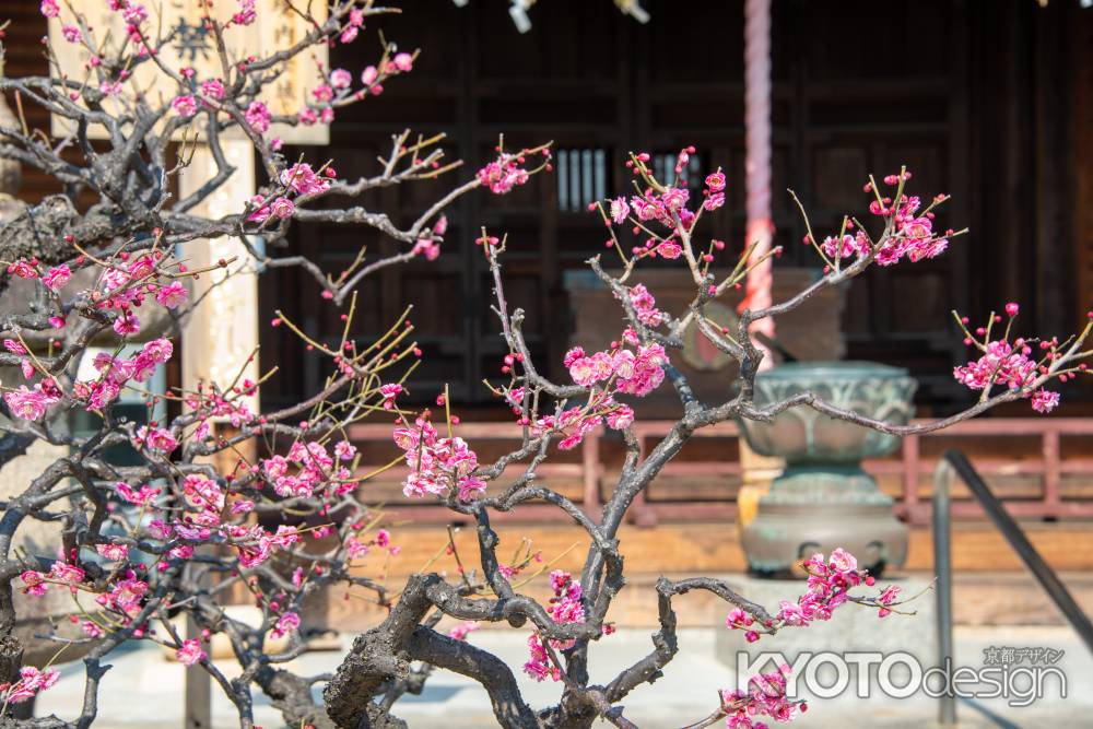 勝龍寺　境内の梅