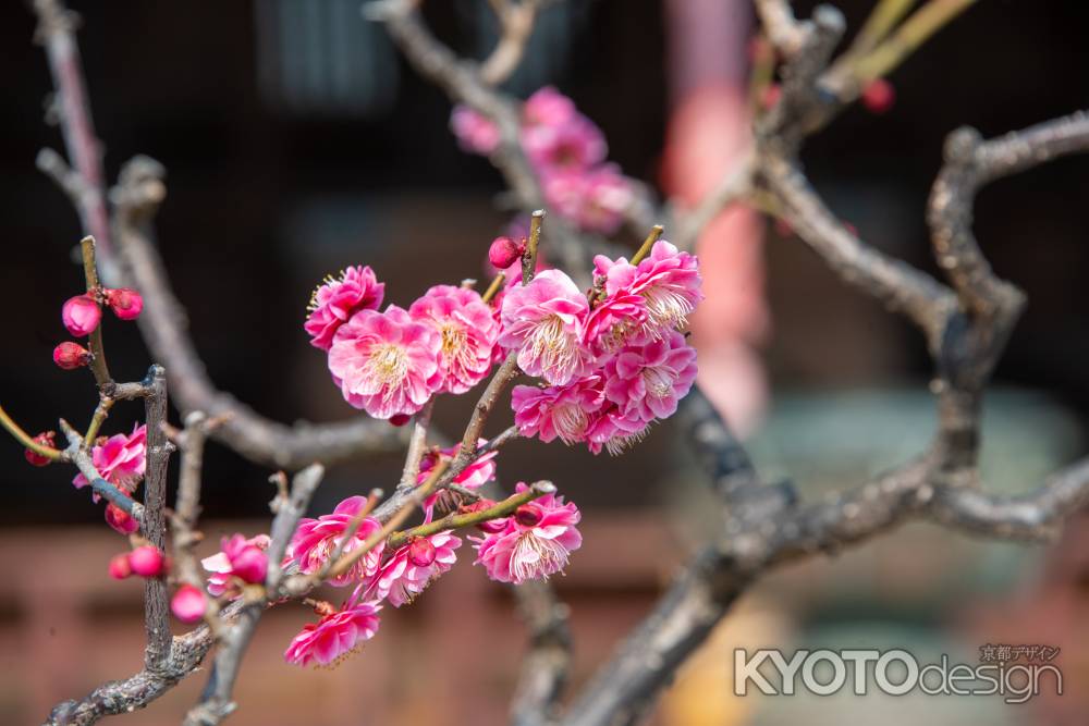 勝龍寺　梅の香ほのか