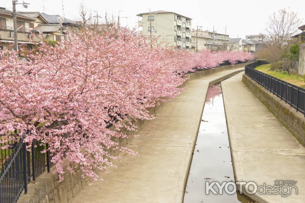 淀水路の河津桜1