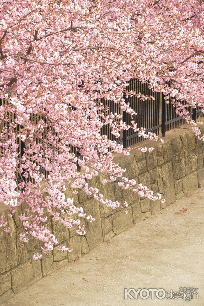 淀水路の河津桜2