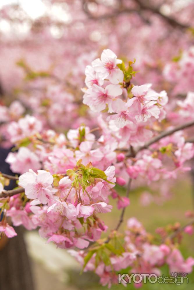 淀水路の河津桜3