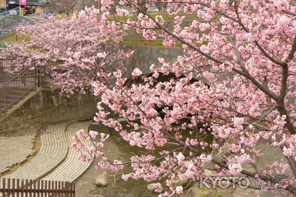 淀水路と河津桜6