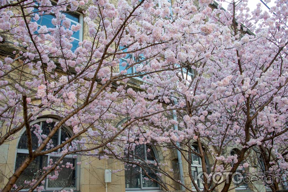 旧成徳中学校春めき桜4