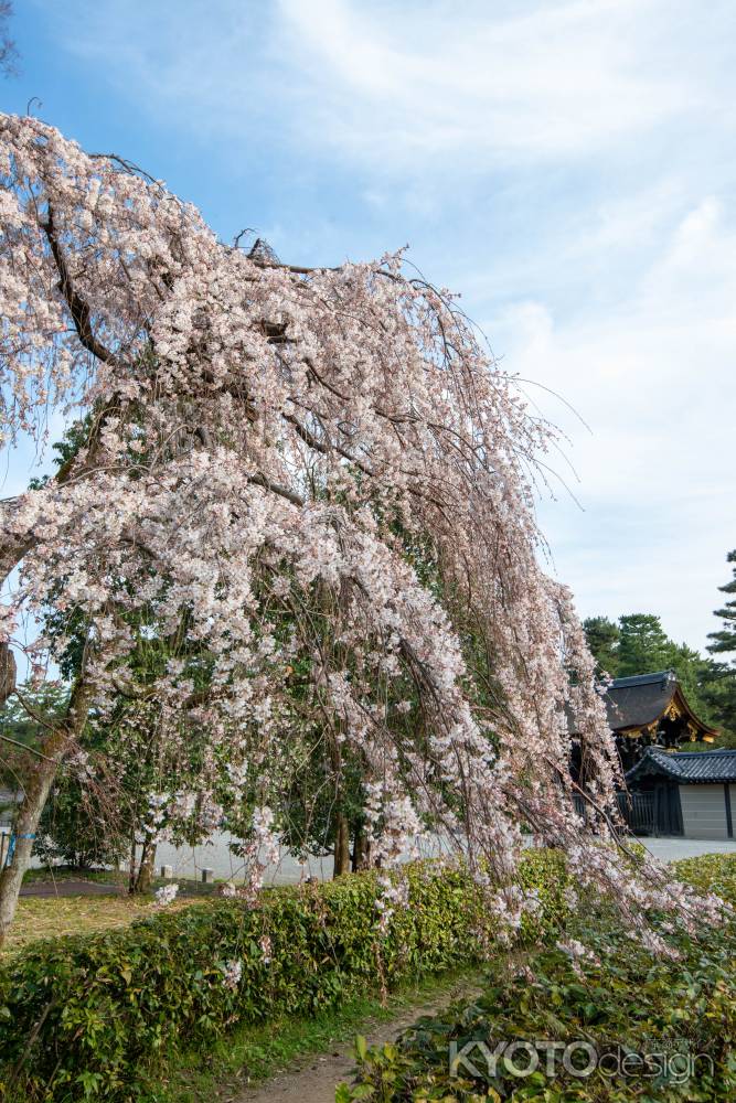 京都御苑　近衛邸跡の枝垂れ桜1