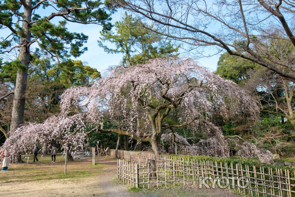 京都御苑　近衛邸跡の枝垂れ桜2