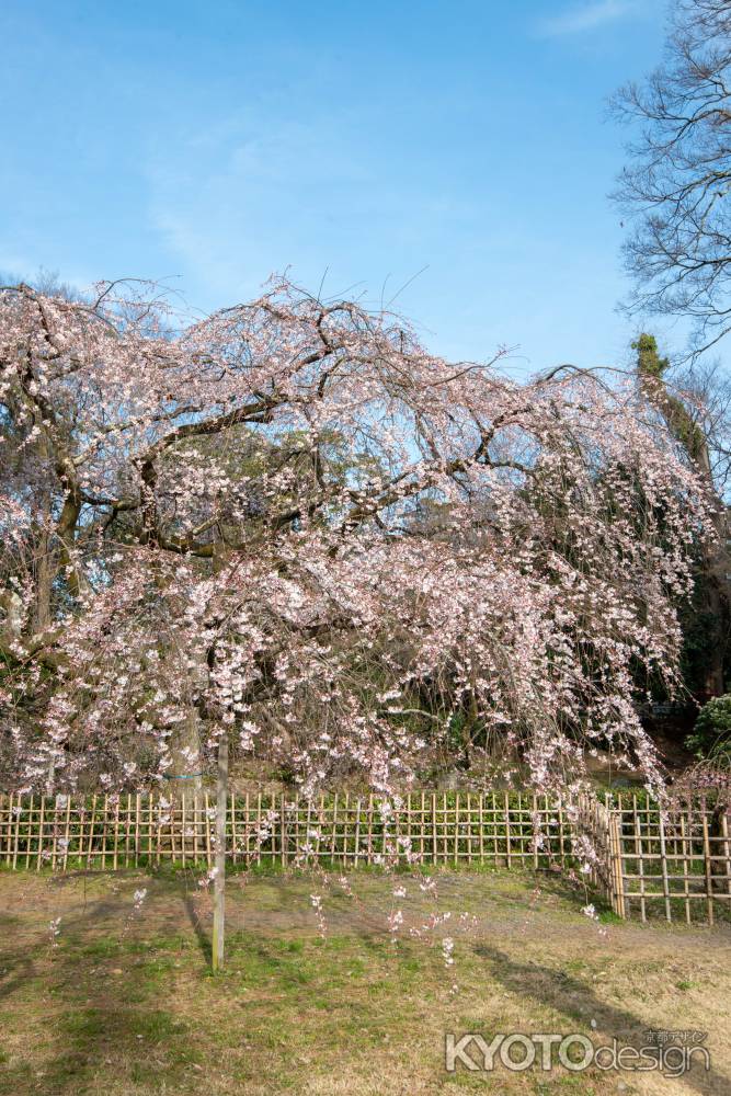 京都御苑　近衛邸跡の枝垂れ桜3