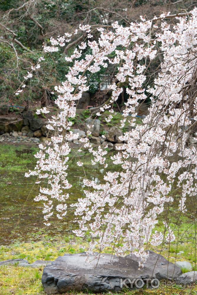 京都御苑　近衛邸跡の枝垂れ桜3/16-1