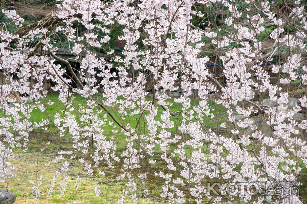 京都御苑　近衛邸跡の枝垂れ桜3/16-3