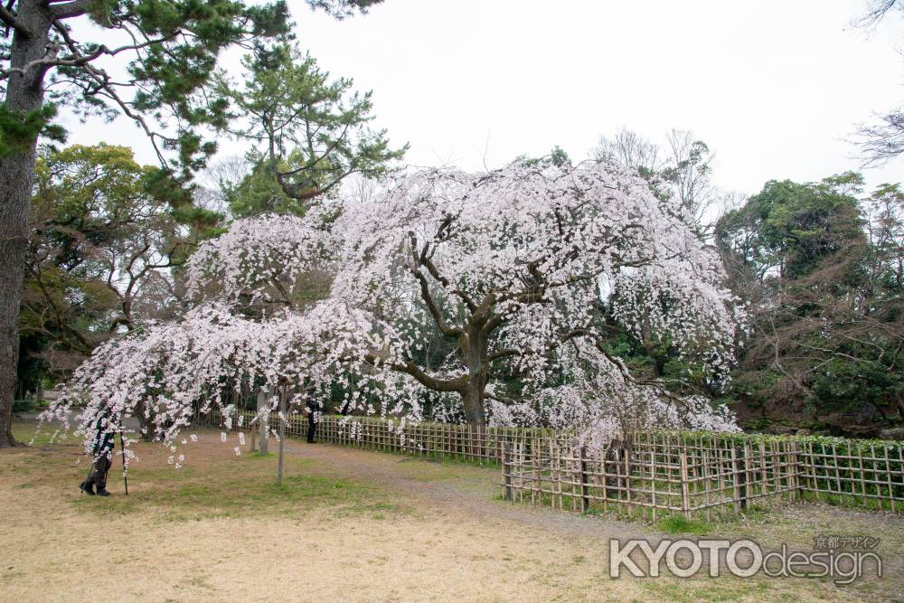 京都御苑　近衛邸跡の枝垂れ桜3/16-4