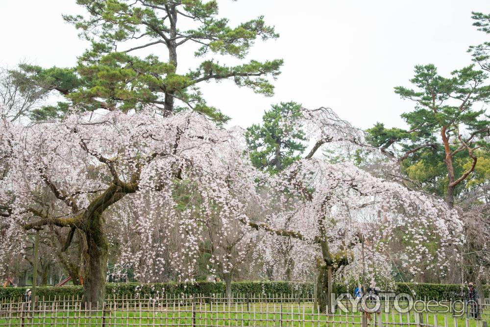 京都御苑　近衛邸跡の枝垂れ桜3/16-6