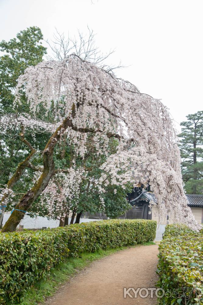 京都御苑　近衛邸跡の枝垂れ桜3/16-7