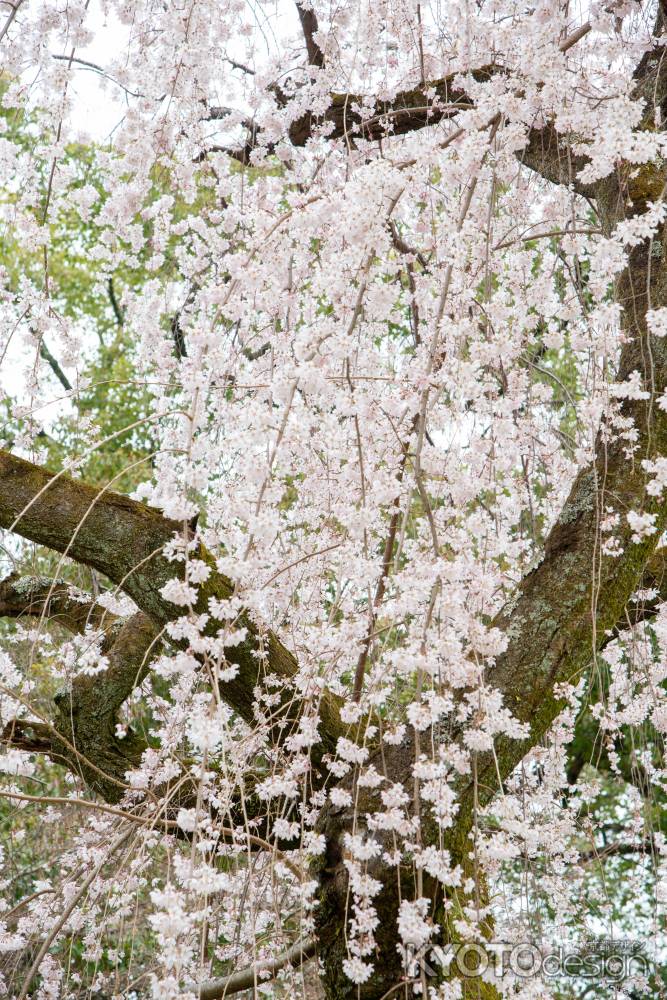 京都御苑　近衛邸跡の枝垂れ桜3/16-8