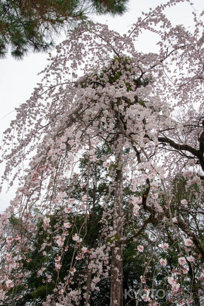 京都御苑　近衛邸跡の枝垂れ桜3/16-9