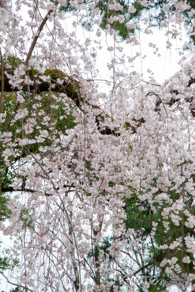 京都御苑　近衛邸跡の枝垂れ桜3/16-10