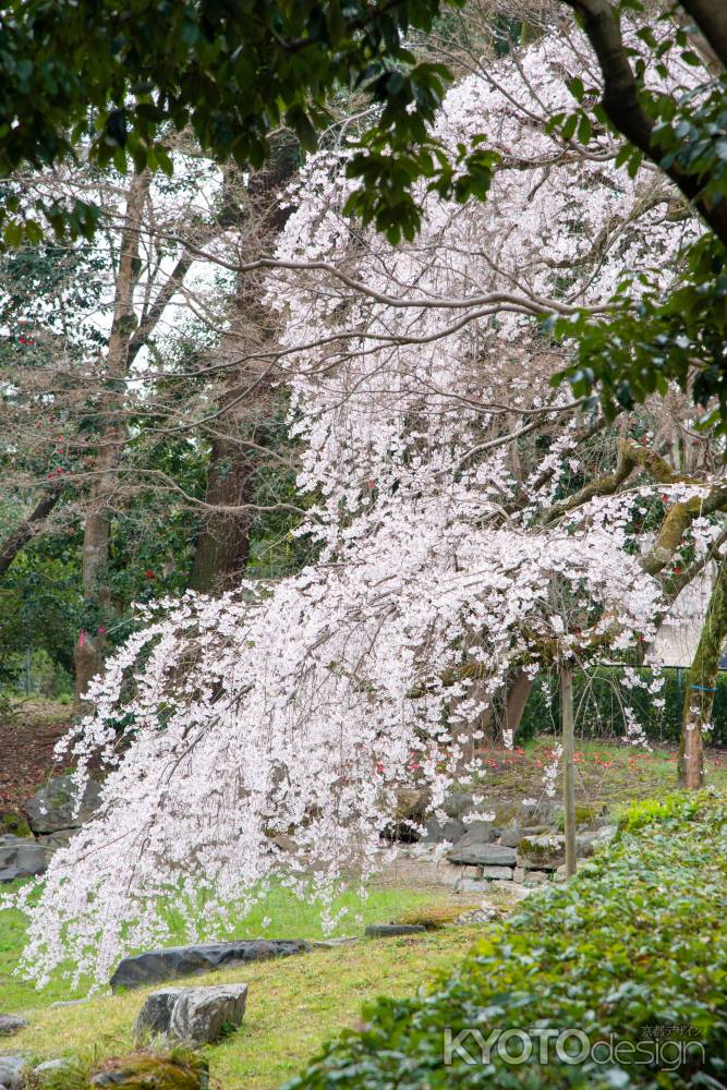 京都御苑　近衛邸跡の枝垂れ桜3/16-11