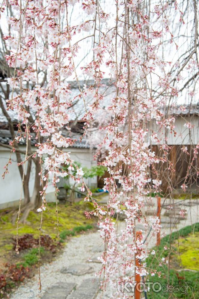 本満寺　桜ちらほら