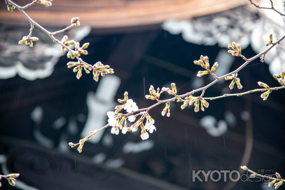 佛光寺　開花待ち